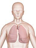 Atmungsmethoden sensibilisieren Gedanken und Geist - Die ruhige Atmung - Die Atmung im Unterbauch - Die drei Wege der geistig mentalen Atmung